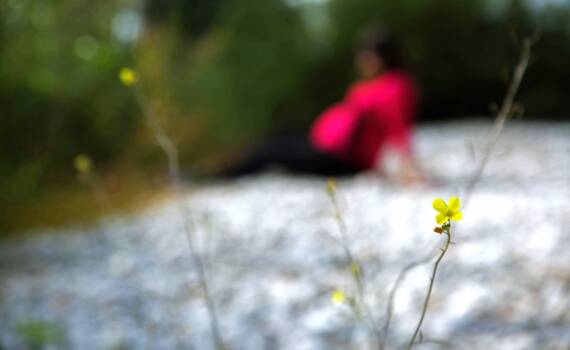 Nosecnica Maja - slika 7